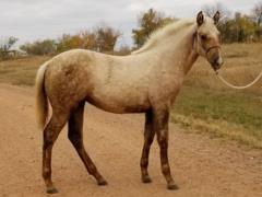 Abilene Bartender JW <BR> AQHA 6033651